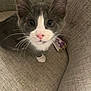 Easton joined the competition — help win amazing prizes! kitten, cat, gray, white, pet, animal, fur, whiskers, chair, furniture, indoor, closeup, cute, curious, looking, sitting, small, domestic, pink_nose, ears