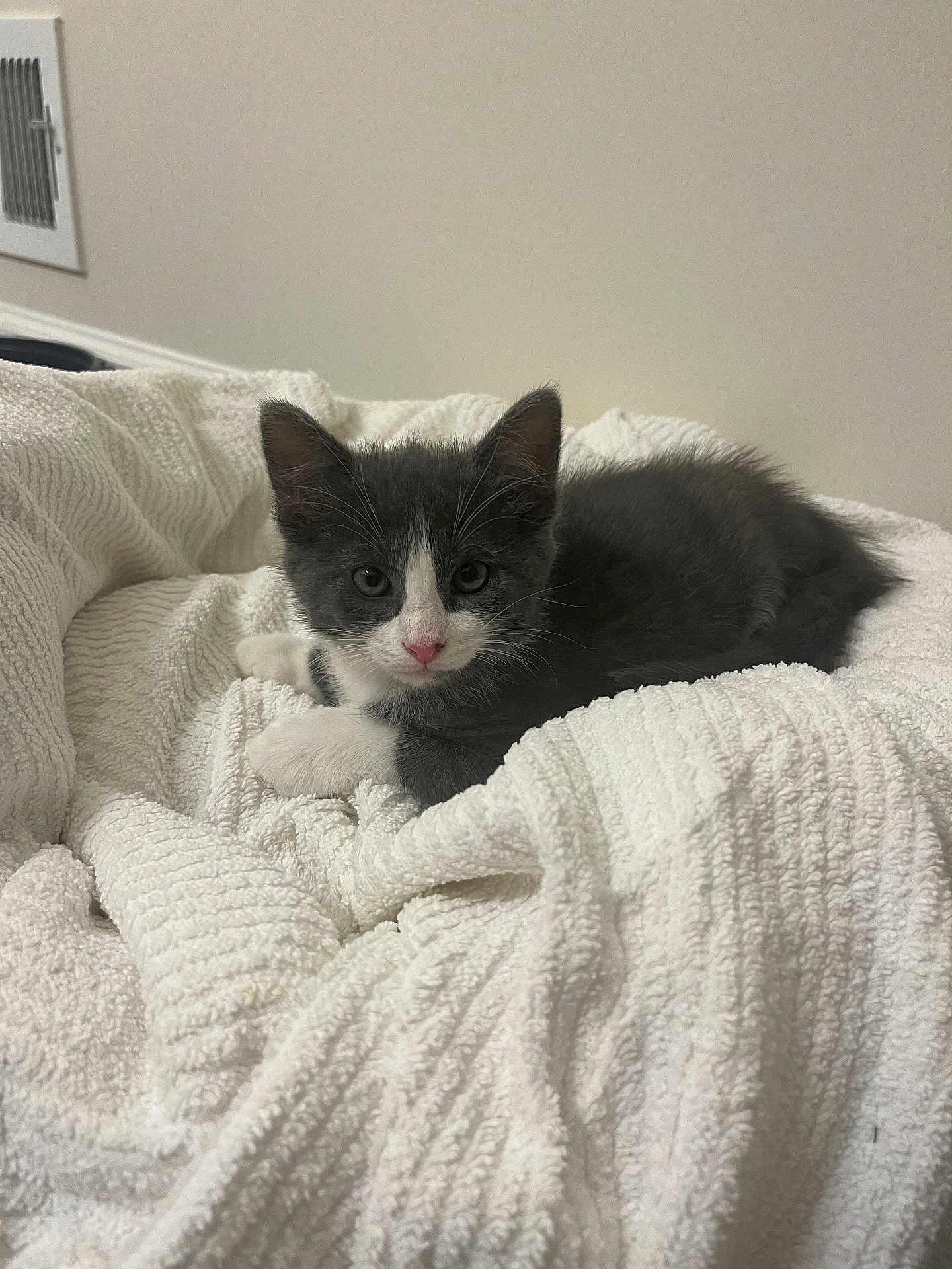 Easton joined the competition — help win amazing prizes! kitten, cat, gray_cat, white_cat, pet, animal, indoor, blanket, cozy, fur, cute, small, resting, lying_down, looking_at_camera, soft_texture, comfort, home, young, adorable