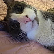 Easton is registered to the contest to win money with this photo: cat, close_up, grey_cat, white_cat, pet, feline, whiskers, pink_nose, lying_down, bed, blanket, texture, curious, indoor, soft, fur, animal, face, relaxing, cute