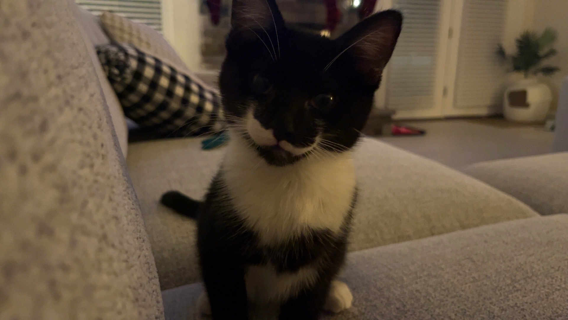 Emma joined the competition — help win amazing prizes! cat, kitten, tuxedo_cat, black_and_white, sofa, couch, whiskers, ears, paw, living_room, indoor, window_blinds, pillow, checkered_pillow, plant, pet_bed, cozy, closeup, portrait, furniture
