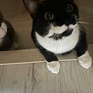 Emma is registered to the contest to win money with this photo: cat, cats, tuxedo_cat, gray_white_cat, paws, white_paws, whiskers, closeup, doorway, threshold, hardwood_floor, plank_floor, indoor, curious, playful, pet, feline, portrait, pair, black_and_white