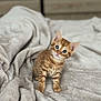 Garfield a rejoint le concours — aidez-le/la à gagner de superbes lots ! kitten, cat, orange_tabby, pet, animal, feline, cute, curious, soft_blanket, gray_blanket, indoor, small, young, fur, whiskers, ears, eyes, sitting, head_tilt, cozy
