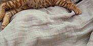 Garfield a rejoint le concours — aidez-le/la à gagner de superbes lots ! kitten, cat, ginger, tabby, pet, animal, cute, feline, young, small, lying, bed, blanket, cozy, soft, striped, tongue_out, playful, domestic_animal, resting
