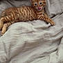 kitten, cat, ginger, tabby, pet, animal, cute, feline, young, small, lying, bed, blanket, cozy, soft, striped, tongue_out, playful, domestic_animal, resting