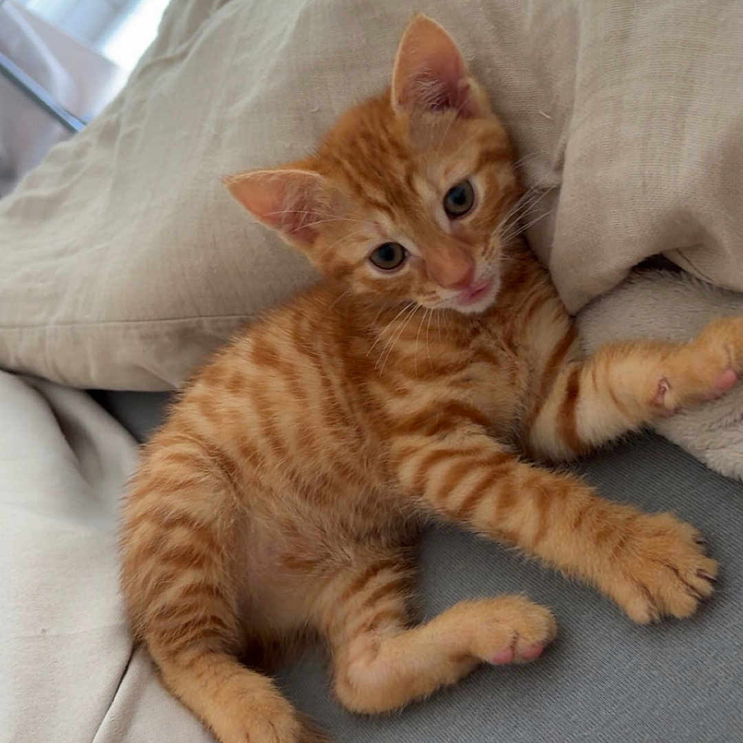 Garfield a rejoint le concours — aidez-le/la à gagner de superbes lots ! animal, bed, blanket, cat, curious, cute, ears, feline, fur, indoor, kitten, orange_tabby, paw, pet, pillow, resting, striped, tail, whiskers, young