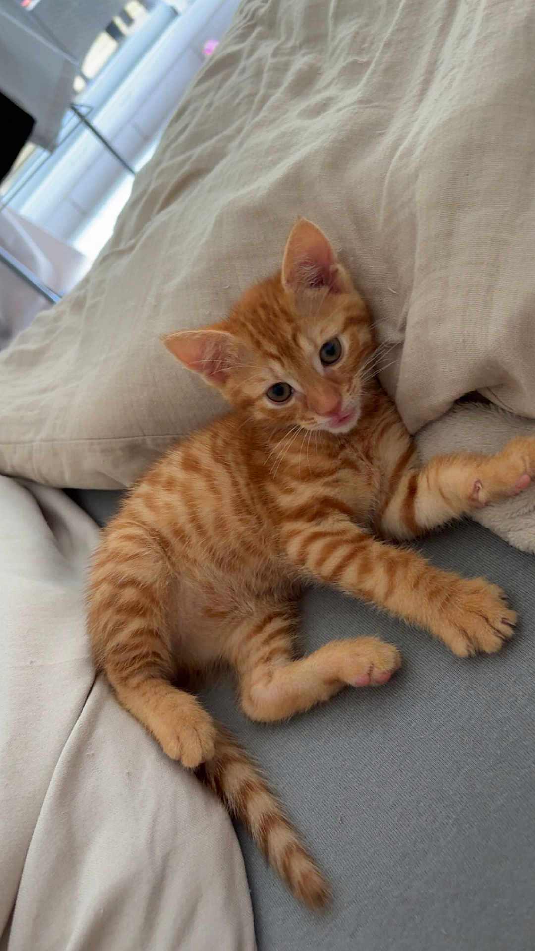 Garfield a rejoint le concours — aidez-le/la à gagner de superbes lots ! kitten, cat, orange_tabby, pet, cute, feline, striped, bed, blanket, pillow, indoor, resting, young, animal, fur, whiskers, ears, tail, paw, curious