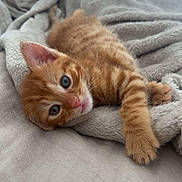 Garfield participe au concours pour gagner de l'argent avec cette photo : kitten, cat, ginger_cat, resting, blanket, soft_texture, cute, pet, indoor, fur, whiskers, paw, sleepy, animal, young, cozy, relaxed, closeup, domestic_cat, bed