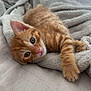 kitten, cat, ginger_cat, resting, blanket, soft_texture, cute, pet, indoor, fur, whiskers, paw, sleepy, animal, young, cozy, relaxed, closeup, domestic_cat, bed