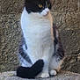 cat, black_and_white, sitting, stone_surface, stone_wall, animal, pet, fur, whiskers, tail, ears, outdoor, quiet, calm, feline, mammal, yellow_eyes, looking_away, resting, natural_light