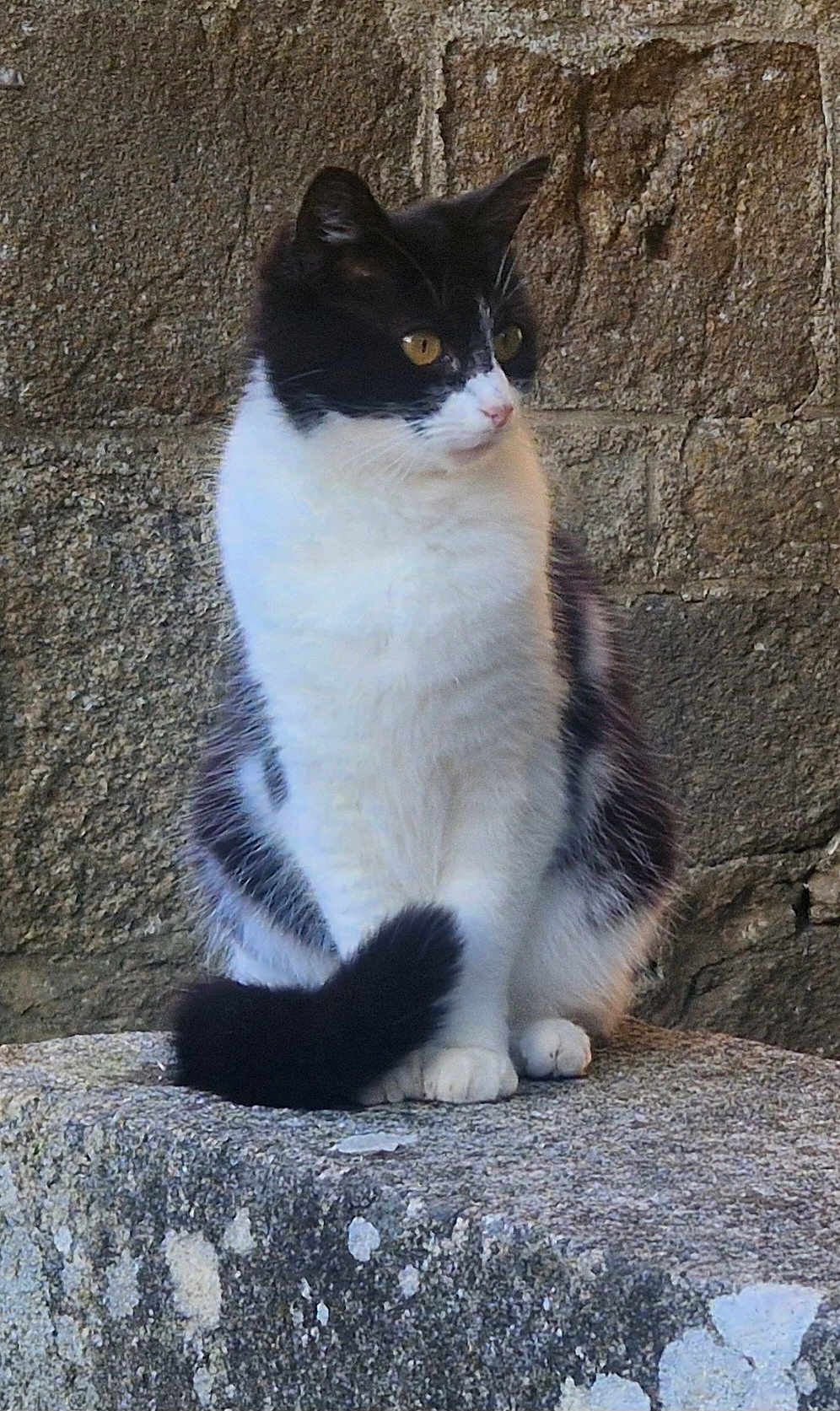 Pirouette participe au concours pour gagner de l'argent avec cette photo : cat, black_and_white, sitting, stone_surface, stone_wall, animal, pet, fur, whiskers, tail, ears, outdoor, quiet, calm, feline, mammal, yellow_eyes, looking_away, resting, natural_light