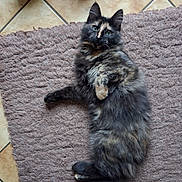 Abyss participe au concours pour gagner de l'argent avec cette photo : cat, tortoiseshell, fluffy, feline, pet, animal, indoor, rug, floor, curious, relaxed, cute, whiskers, tail, ears, paws, looking_up, home, cozy, fur