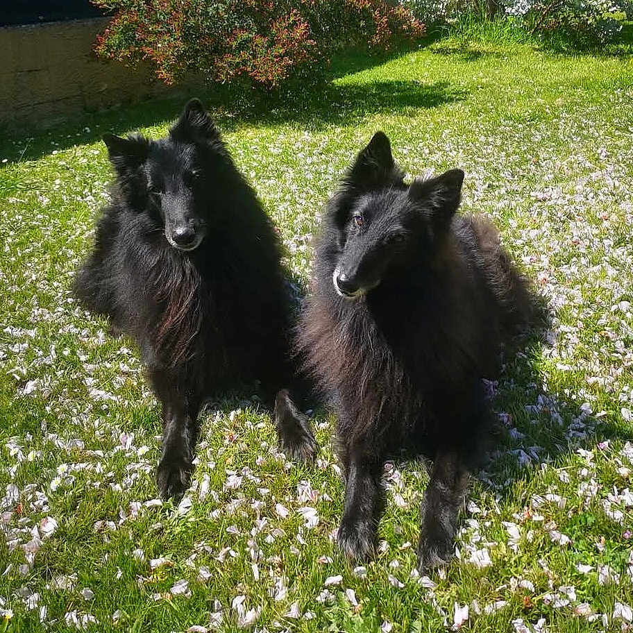 Prana Et Petit-Loup a rejoint le concours — aidez-le/la à gagner de superbes lots ! animal, belgian_sheepdog, black_dog, canine, companion, daylight, dog, flower_petals, fluffy, fur, garden, grass, greenery, laying_down, nature, outdoor, pet, summer, sunlight, two_dogs