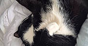 Max joined the competition — help win amazing prizes! animal, bed, black_and_white, blanket, cat, cozy, curled_up, cute, domestic, feline, fur, indoor, nap, paw, pet, relaxing, resting, sleeping, soft, whiskers