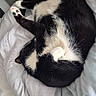 animal, bed, black_and_white, blanket, cat, cozy, curled_up, cute, domestic, feline, fur, indoor, nap, paw, pet, relaxing, resting, sleeping, soft, whiskers