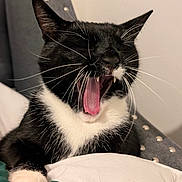 Max is registered to the contest to win money with this photo: animal, black_and_white, cat, chair, close_up, comfortable, cushion, cute, feline, fur, home, indoor, mouth_open, paw, pet, relaxed, tongue, tuxedo_cat, whiskers, yawning