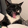 animal, black_and_white, cat, chair, close_up, comfortable, cushion, cute, feline, fur, home, indoor, mouth_open, paw, pet, relaxed, tongue, tuxedo_cat, whiskers, yawning
