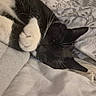 Max joined the competition — help win amazing prizes! animal, bed, black_and_white, blanket, cat, closeup, comfort, cozy, cute, domestic_animal, feline, fur, indoor, paws, pet, relaxation, resting, sleeping, soft, whiskers