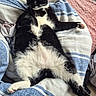 Max joined the competition — help win amazing prizes! animal, bed, bedding, black_and_white, blanket, cat, comfort, cozy, cute, feline, fur, indoor, paw, pet, relaxed, resting, sleeping, striped, tail, whiskers