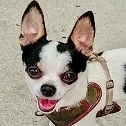 Ziggy is registered to the contest to win money with this photo: animal, black, canine, chihuahua, closeup, companion, cute, dog, ears, face, friendly, happy, harness, outdoor, pet, portrait, small_dog, smiling, tongue, white
