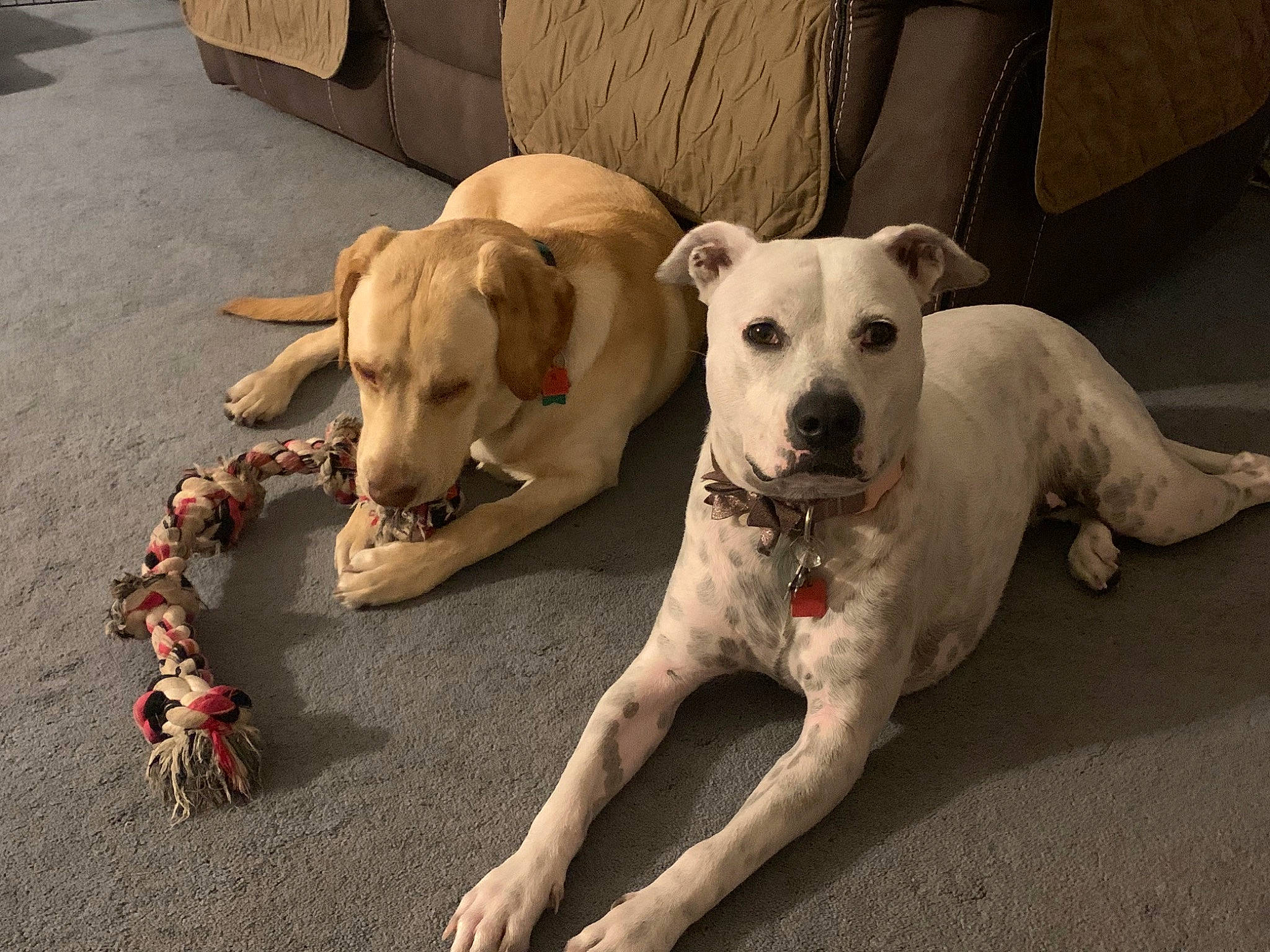 Zara joined the competition — help win amazing prizes! canidae, carnivore, collar, companion_dog, dog, dog_breed, dog_collar, dog_supply, fawn, flooring, houseplant, labrador_retriever, leash, paw, pet_supply, puppy, snout, sporting_group, tail, working_animal