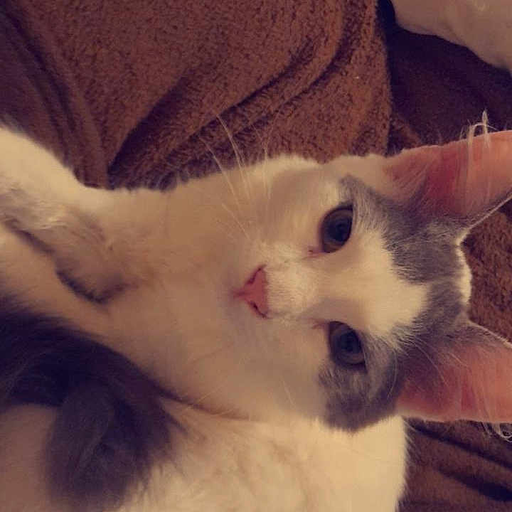 Max a rejoint le concours — aidez-le/la à gagner de superbes lots ! abyssinian, angora, animal, blanket, cat, couch, cushion, face, furniture, head, homedecor, indoors, kitten, manx, person, pet, photography, portrait, siamese, sleeping