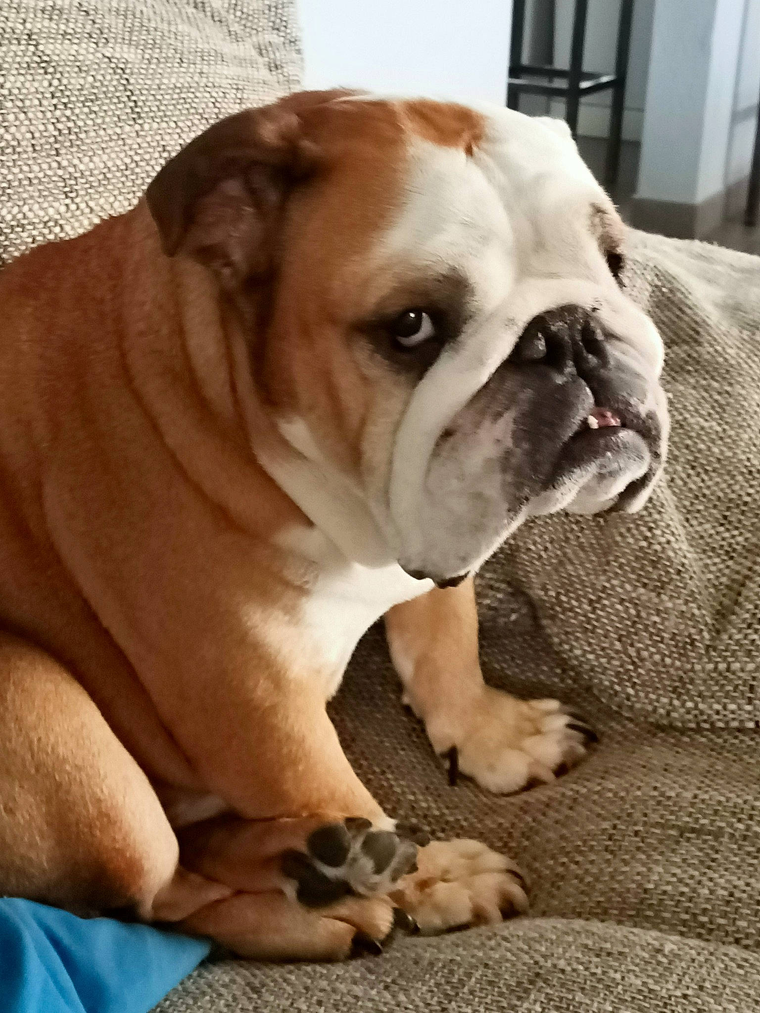 Julius participe au concours pour gagner de l'argent avec cette photo : bored, bulldog, canidae, carnivore, comfort, companion_dog, dog, dog_breed, door, fawn, non_sporting_group, puppy, snout, sporting_group, terrestrial_animal, toy_dog, whiskers, white_english_bulldog, working_animal, wrinkle