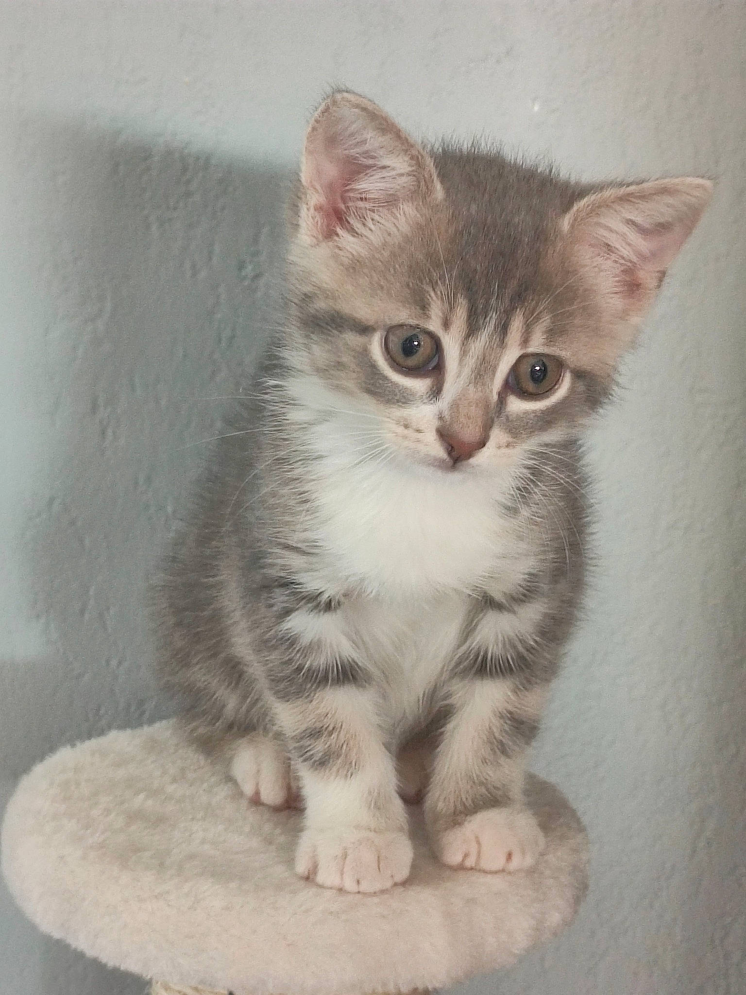 Odin participe au concours pour gagner de l'argent avec cette photo : art, carnivore, cat, domestic_short_haired_cat, felidae, fur, painting, paw, small_to_medium_sized_cats, snout, tail, terrestrial_animal, whiskers, window