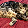 Pippin joined the competition — help win amazing prizes! cat, tabby, sleeping, cuddling, pets, fur, whiskers, paws, closeup, domestic_animal, animal, relaxation, friendship, resting, companions, bed, blanket, cute, cozy, nap