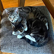 Pippin joined the competition — help win amazing prizes! cat, kitten, tabby, feline, pet, animal, cute, snuggling, chair, cushion, indoor, resting, fur, paw, domestic, sleeping, young, cozy, wood_floor, collar
