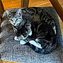 cat, kitten, tabby, feline, pet, animal, cute, snuggling, chair, cushion, indoor, resting, fur, paw, domestic, sleeping, young, cozy, wood_floor, collar