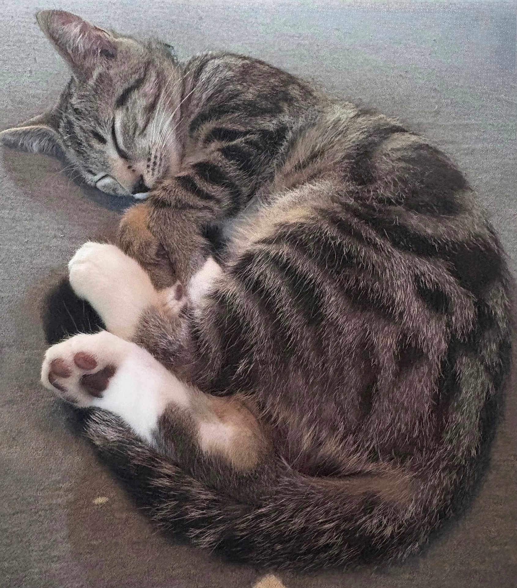 Pippin