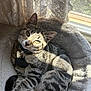 Pippin is registered to the contest to win money with this photo: cat, tabby_cat, pet, indoor, sunlight, window, curious, collar, tag, fur, soft_bed, cozy, striped, whiskers, paw, relaxed, cute, animal, resting, feline
