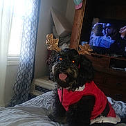 Jewels joined the competition — help win amazing prizes! bed, bedroom, black_dog, blanket, costume, cozy, curtain_pattern, curtains, dog, furniture, happy, holiday, indoor, pet, red_clothing, reindeer_antenna, television, tongue_out, window, wooden_cabinet
