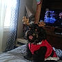 bed, bedroom, black_dog, blanket, costume, cozy, curtain_pattern, curtains, dog, furniture, happy, holiday, indoor, pet, red_clothing, reindeer_antenna, television, tongue_out, window, wooden_cabinet