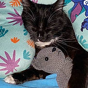 Minuit a rejoint le concours — aidez-le/la à gagner de superbes lots !