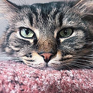 Usher participe au concours pour gagner de l'argent avec cette photo : cat, tabby_cat, close_up, green_eyes, whiskers, fur, nose, face, resting, blanket, pink_blanket, texture, cozy, pet, animal, indoor, soft, relaxed, portrait, cute