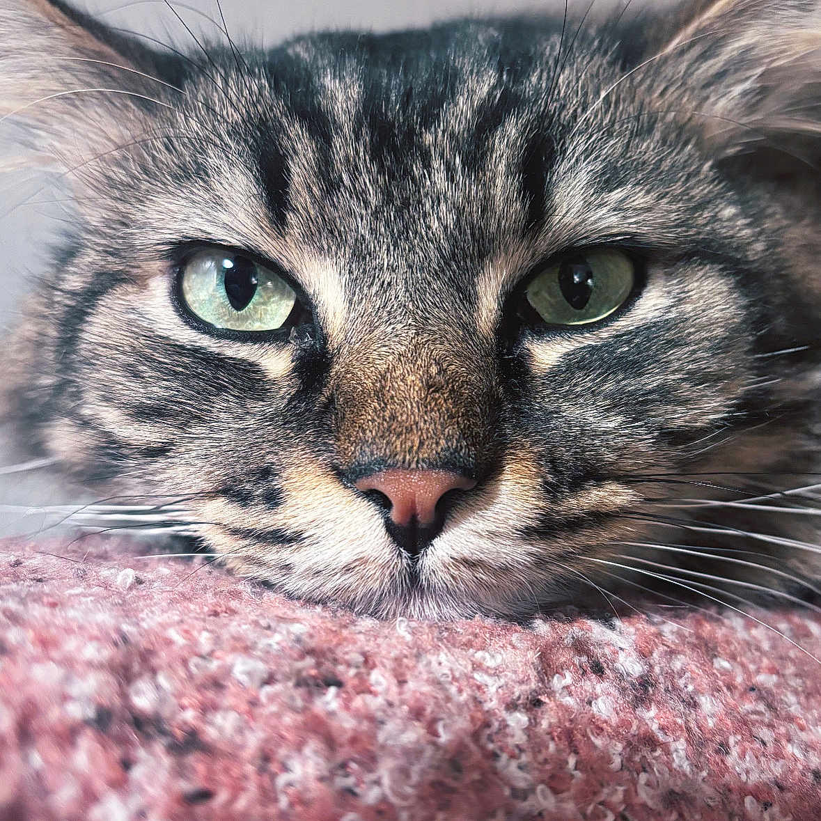 Usher participe au concours pour gagner de l'argent avec cette photo : animal, blanket, cat, close_up, cozy, cute, face, fur, green_eyes, indoor, nose, pet, pink_blanket, portrait, relaxed, resting, soft, tabby_cat, texture, whiskers