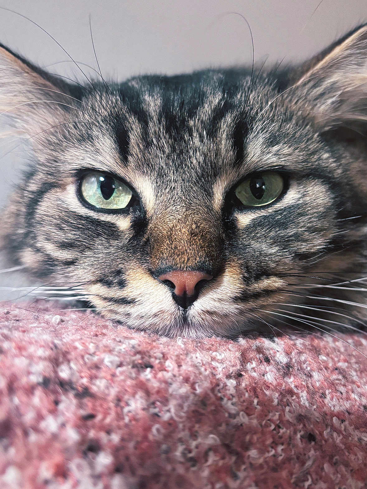 Usher participe au concours pour gagner de l'argent avec cette photo : cat, tabby_cat, close_up, green_eyes, whiskers, fur, nose, face, resting, blanket, pink_blanket, texture, cozy, pet, animal, indoor, soft, relaxed, portrait, cute