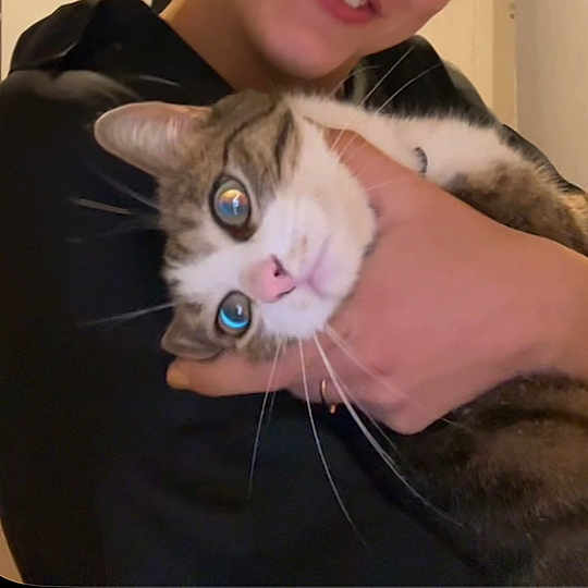 Zara a rejoint le concours — aidez-le/la à gagner de superbes lots ! cat, tabby, person, hand, face, pet, animal, indoor, closeup, fur, whiskers, eyes, holding, portrait, expression, domestic_animal, cute, mammal, companionship, cuddle