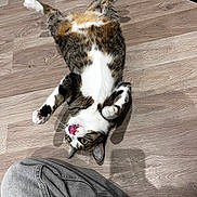 Zara participe au concours pour gagner de l'argent avec cette photo : cat, tabby, playful, floor, wooden_floor, pet, tongue_out, domestic_animal, indoor, fur, whiskers, paws, animal, cute, relaxed, pet_owner, denim, clothing, legs, shadow