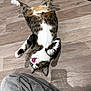 cat, tabby, playful, floor, wooden_floor, pet, tongue_out, domestic_animal, indoor, fur, whiskers, paws, animal, cute, relaxed, pet_owner, denim, clothing, legs, shadow