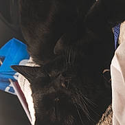 Binx joined the competition — help win amazing prizes! black_cat, cat, sleeping, pet, animal, feline, cozy, blanket, indoor, resting, whiskers, fur, cute, domestic_animal, close_up, soft_texture, relaxation, nap, comfort, household