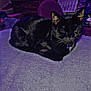 Binx is registered to the contest to win money with this photo: cat, black_cat, resting, indoor, furniture, blanket, purple_light, soft_texture, pet, whiskers, collar, cozy, sleeping, home, table, chair, cabinet, decor, relaxation, animal