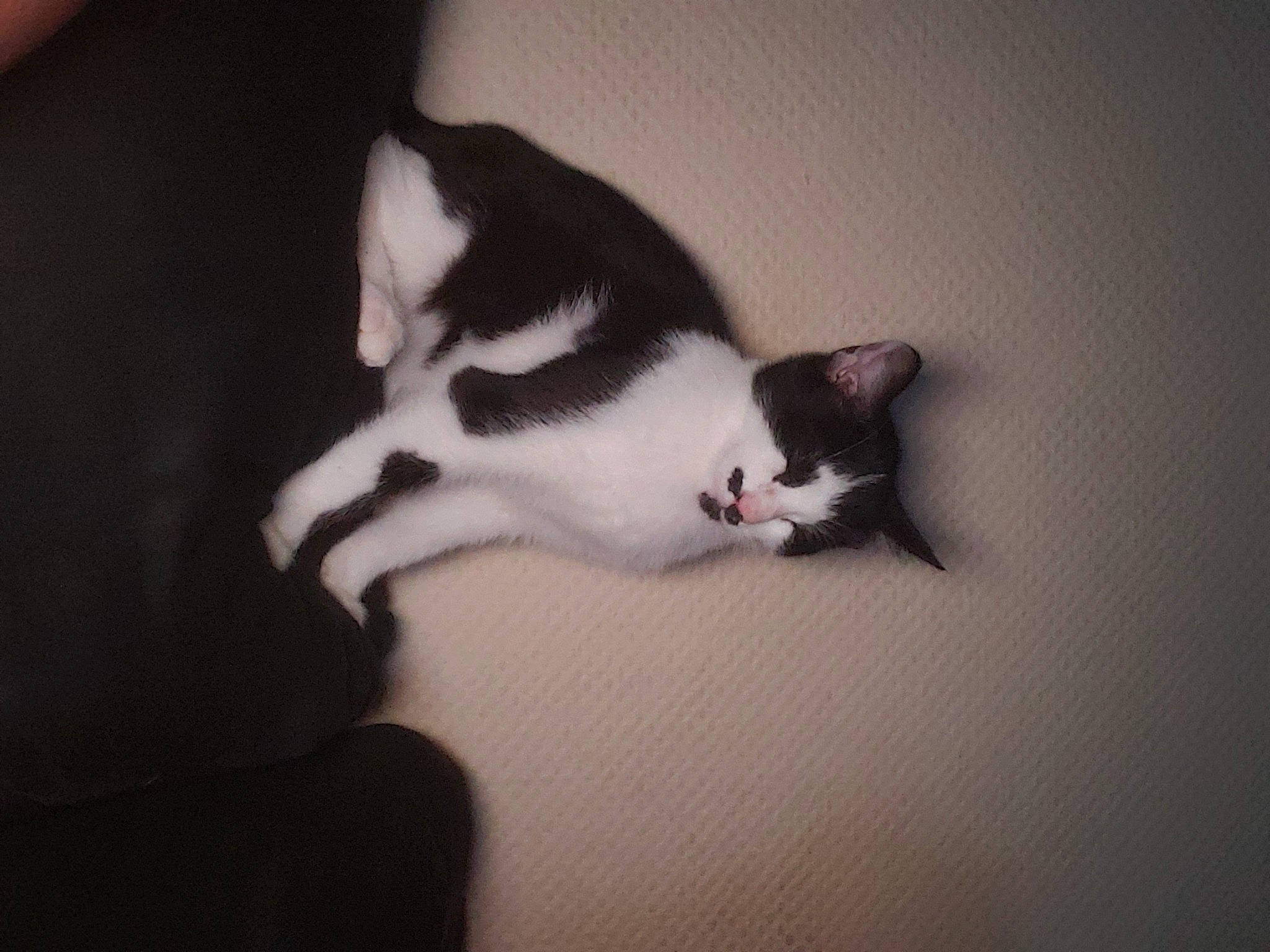 Nugget a rejoint le concours — aidez-le/la à gagner de superbes lots ! beard, carnivore, cat, cloud, comfort, darkness, domestic_short_haired_cat, felidae, fur, grey, hand, leg, nose, plant, sky, small_to_medium_sized_cats, tail, tree, whiskers, wood