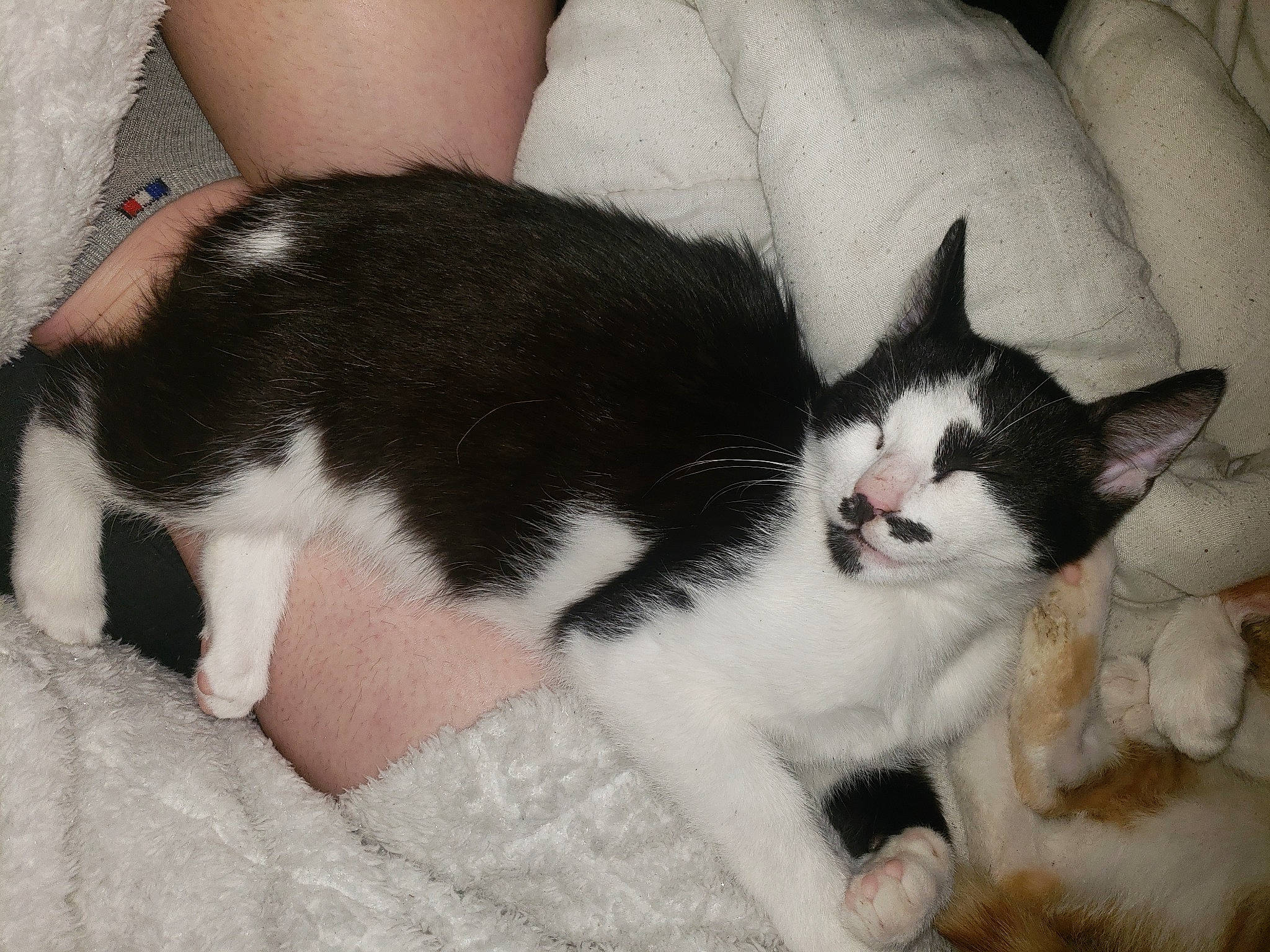 Nugget participe au concours pour gagner de l'argent avec cette photo : carnivore, cat, claw, comfort, domestic_short_haired_cat, felidae, foot, fur, human_leg, lap, nap, paw, sitting, small_to_medium_sized_cats, snout, tail, vertebrate, whiskers