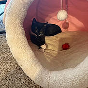 Marceline joined the competition — help win amazing prizes! kitten, cat, black_and_white, cat_bed, toy, fuzzy_ball, carpet, indoor, pet, resting, cozy, cute, animal, feline, paw, curious, soft_texture, pink_interior, fluffy, relaxation