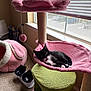 Marceline joined the competition — help win amazing prizes! kitten, cat_tree, window, pink, black_and_white_cat, cat_bed, carpet, food_bowl, indoor, natural_light, hammock, toy_ball, cat_toy, window_blinds, furniture, pet, cozy, relaxing, home, animal