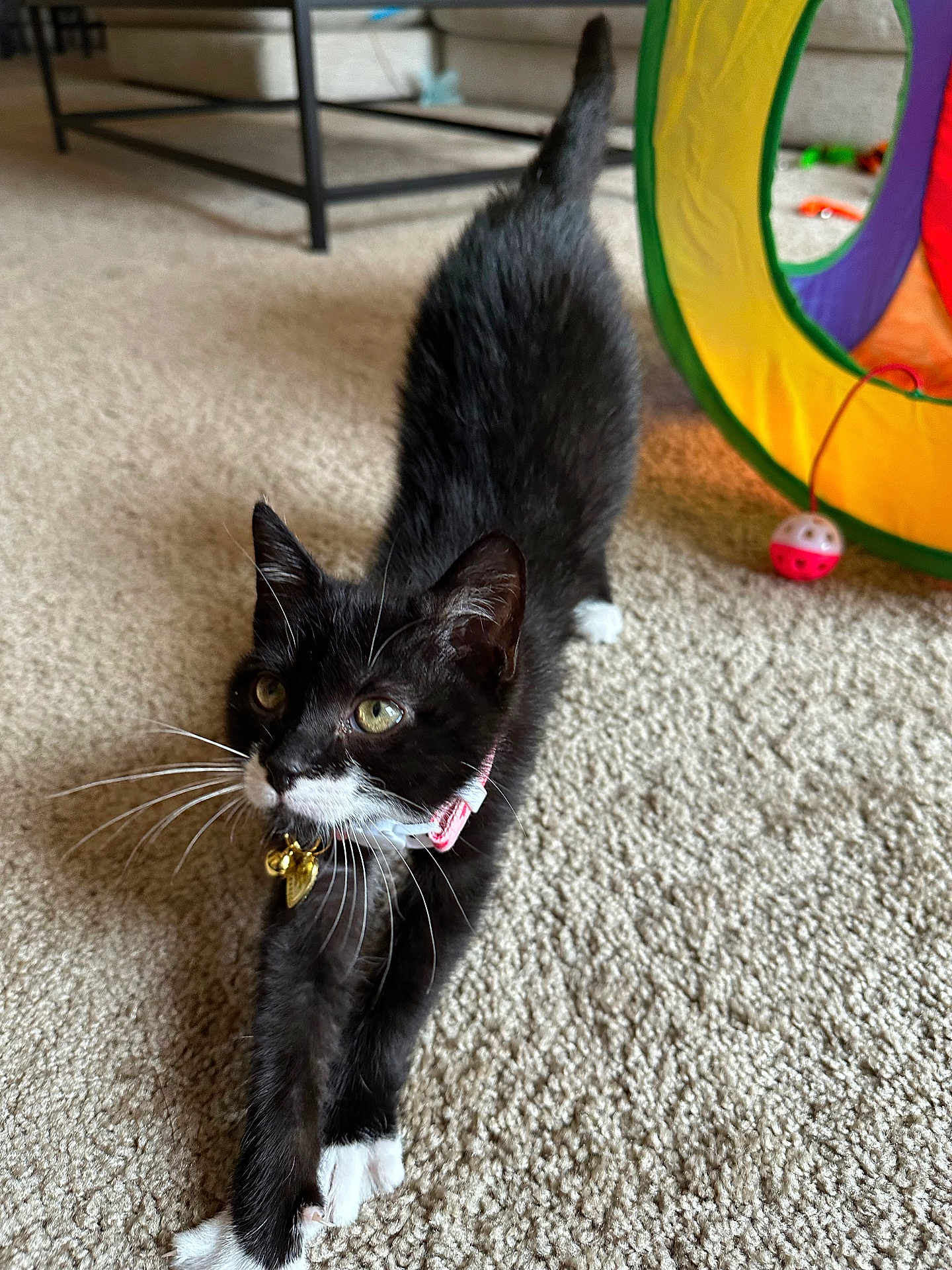 Marceline joined the competition — help win amazing prizes! cat, black_and_white, pet, indoor, carpet, stretching, collar, bell, toy, colorful, playful, feline, whiskers, paws, tail, floor, young_cat, curious, cute, animal