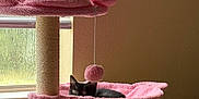 Marceline joined the competition — help win amazing prizes! cat, kitten, cat_tree, hammock, toy, pom_pom, window, natural_light, indoor, pet, furniture, cozy, black_cat, curious, resting, carpeted, animal, home, playful, soft
