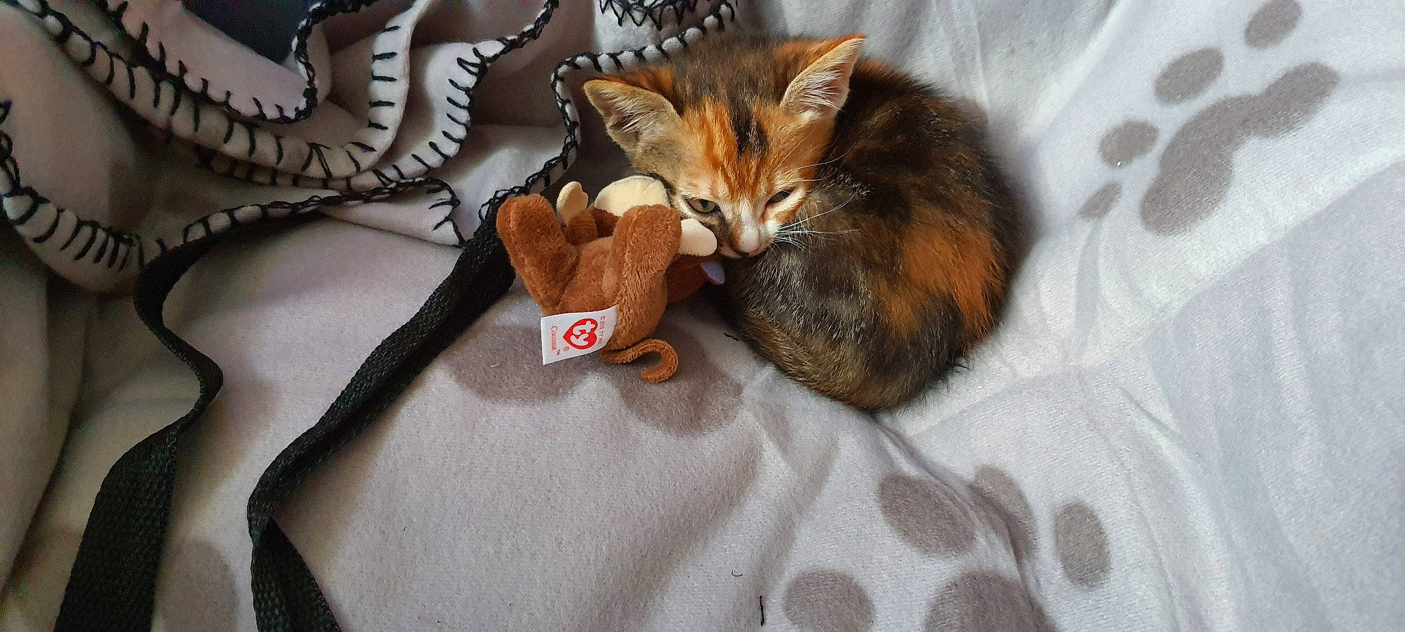 Rony participe au concours pour gagner de l'argent avec cette photo : bag, bed, carnivore, cat, claw, comfort, domestic_short_haired_cat, fashion_accessory, fawn, felidae, fur, linens, paw, small_to_medium_sized_cats, stuffed_toy, tail, textile, toy, whiskers, wood